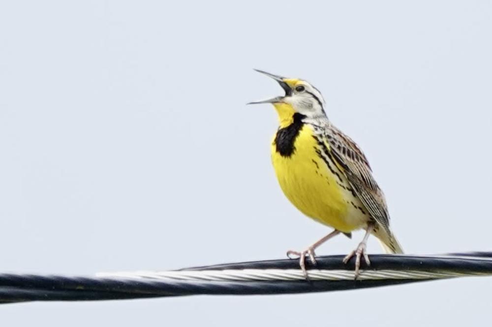 meadowlark fleeta.jpg